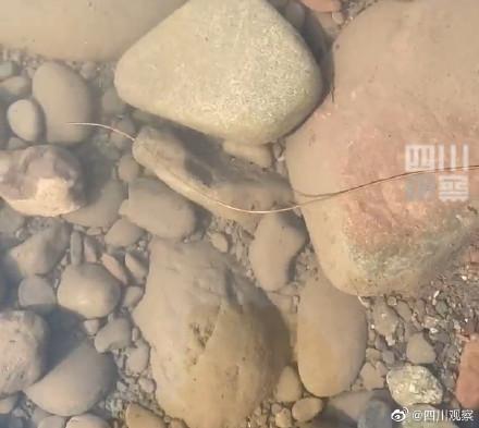 螳螂吃什么，四川疑现数米长龙线虫引网友担心（螳螂吃什么虫子）