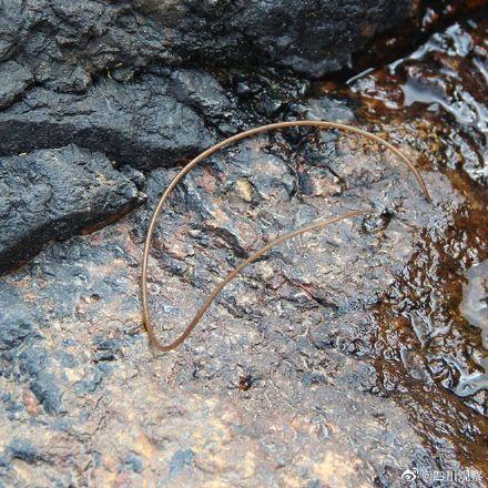 螳螂吃什么，四川疑现数米长龙线虫引网友担心（螳螂吃什么虫子）