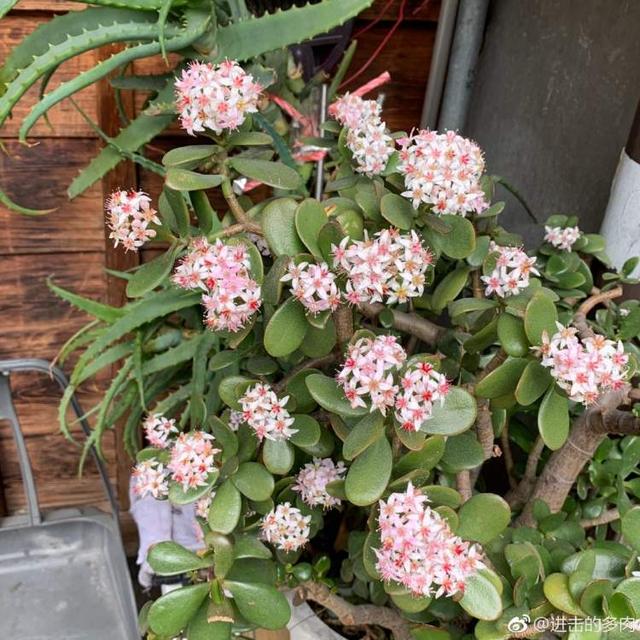 熊童子开花是好兆头吗，熊童子开花吗（多肉开花登上热搜）