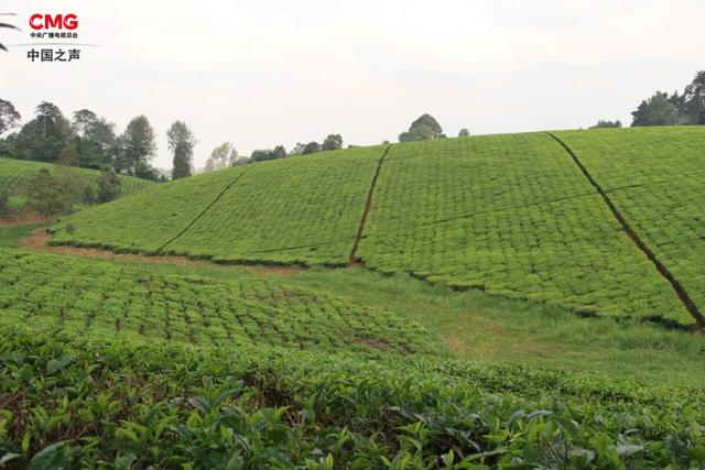 世界三大产茶国是哪三大，世界三大茶叶国（总台记者看世界丨全球第三大产茶国）