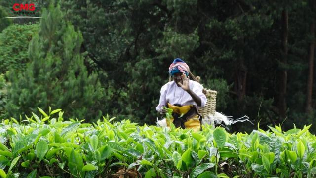 世界三大产茶国是哪三大，世界三大茶叶国（总台记者看世界丨全球第三大产茶国）