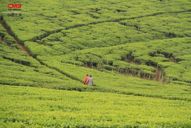 世界三大产茶国是哪三大，世界三大茶叶国（总台记者看世界丨全球第三大产茶国）