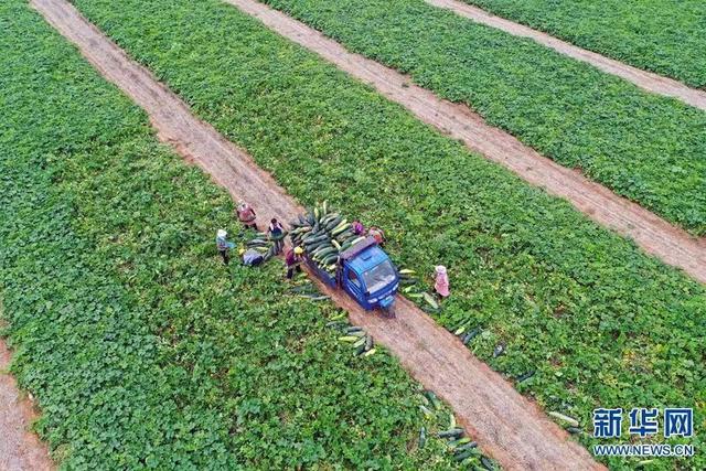 黑皮冬瓜价格，河南沁阳：黑皮冬瓜助农增收（黑皮冬瓜价格2022年2月）