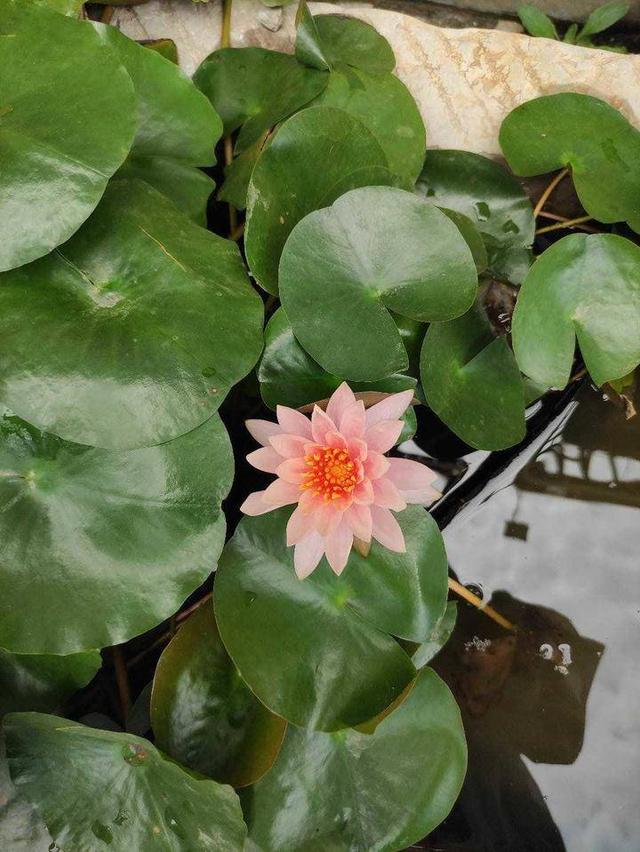 什么的荷花填空，怎么填合适的形容词（夏日的荷花）