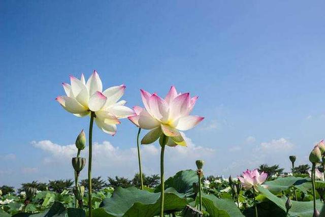 什么的荷花填空，怎么填合适的形容词（夏日的荷花）