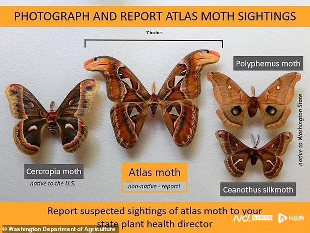 蛾子是害虫还是益虫，屋里有飞蛾怎么解决（世界最大飞蛾热带阿特拉斯飞蛾首次惊现美国）