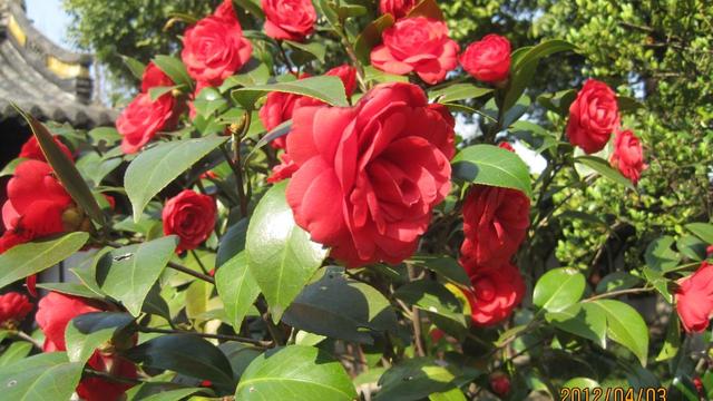 青島市花是什麼花,青島的市花是什麼花(青島嶗山的山茶花)