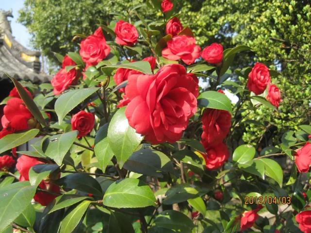 青岛市花是什么花，青岛的市花是什么花（青岛崂山的山茶花）