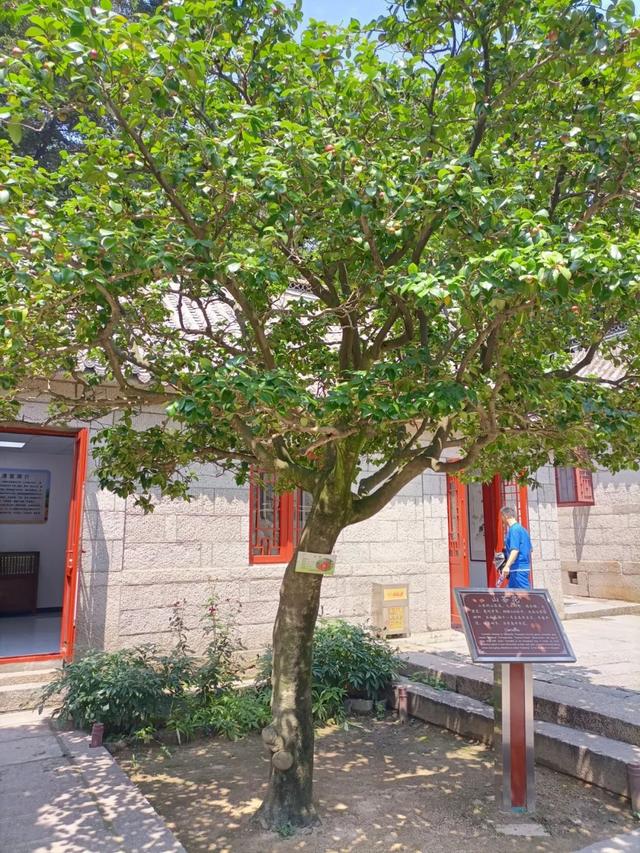 青岛市花是什么花，青岛的市花是什么花（青岛崂山的山茶花）