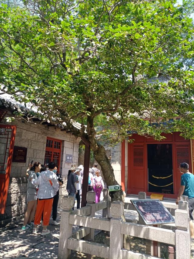 青岛市花是什么花，青岛的市花是什么花（青岛崂山的山茶花）