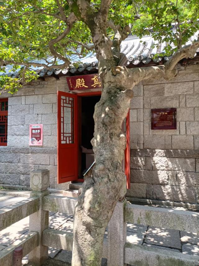 青岛市花是什么花，青岛的市花是什么花（青岛崂山的山茶花）