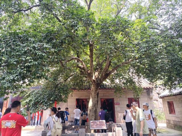 青岛市花是什么花，青岛的市花是什么花（青岛崂山的山茶花）