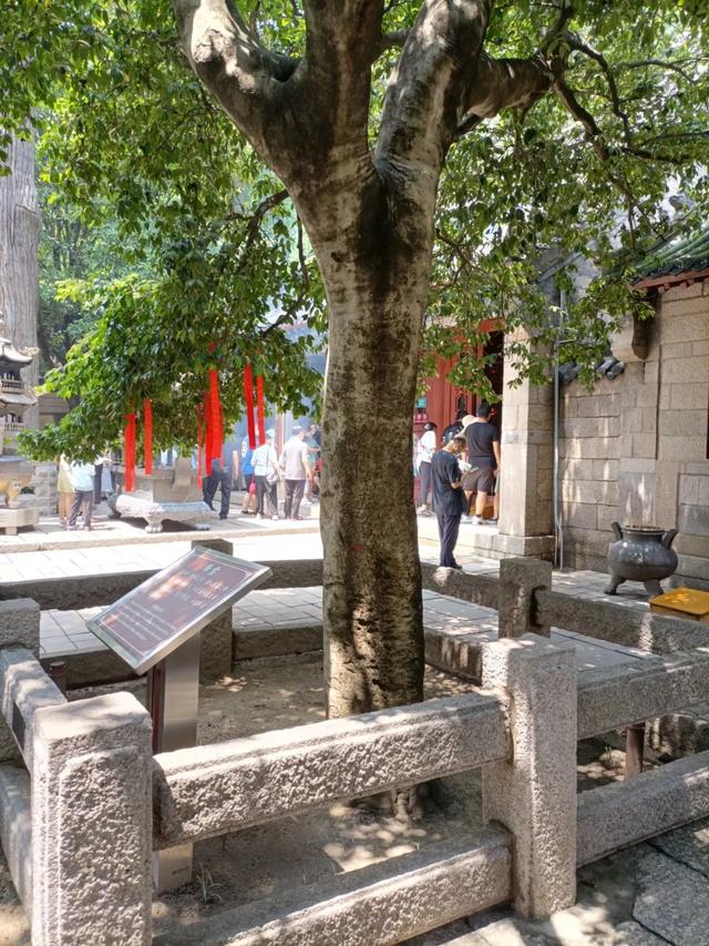 青岛市花是什么花，青岛的市花是什么花（青岛崂山的山茶花）