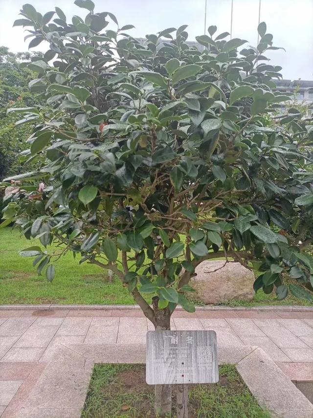 青岛市花是什么花，青岛的市花是什么花（青岛崂山的山茶花）