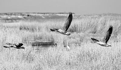 500种动物名称大全，动物名称大全500种（动物名称大全）