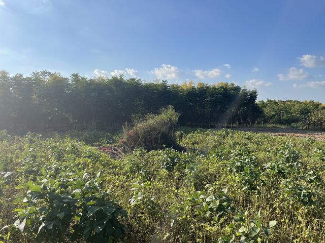 操性网名，操性微信昵称（受害人妻子朱大红人生分岔的23年）