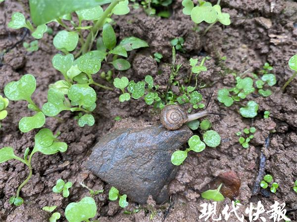 夏天有哪些代表性的东西，夏天有些什么代表性的事物（荷花、蜗牛、冰西瓜……小学生花式记录夏日小确幸）