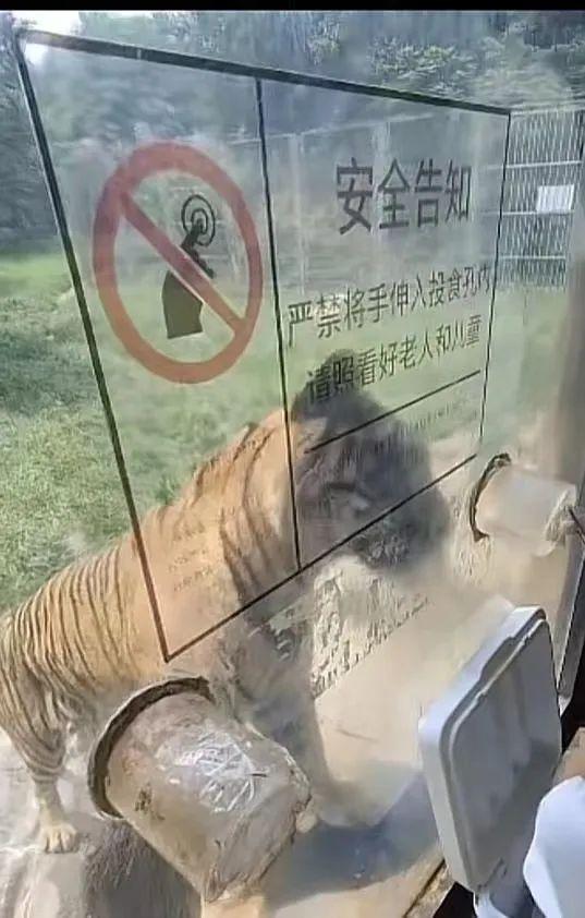 老虎能拍碎汽车玻璃吗，老虎能打碎汽车玻璃吗（老虎拍碎玻璃 游客逃窜）