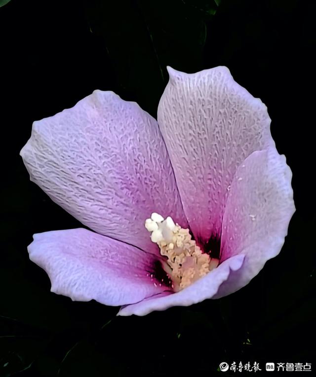 最美的花，最美的花朵盛开过就凋落是什么歌（木槿花晨开昏落，尽显美丽图片）