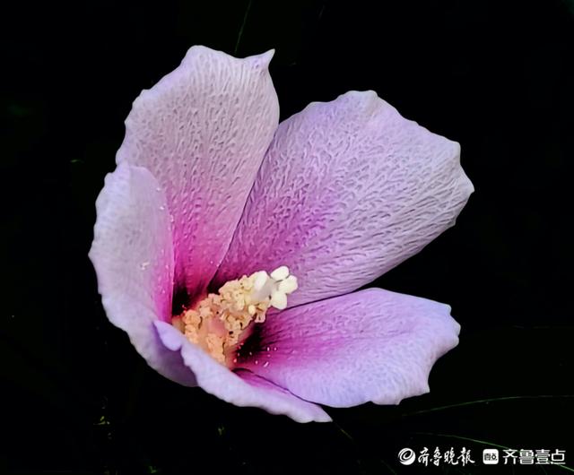 最美的花，最美的花朵盛开过就凋落是什么歌（木槿花晨开昏落，尽显美丽图片）