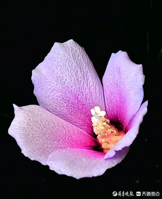 最美的花，最美的花朵盛开过就凋落是什么歌（木槿花晨开昏落，尽显美丽图片）