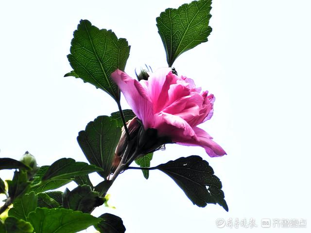 最美的花，最美的花朵盛开过就凋落是什么歌（木槿花晨开昏落，尽显美丽图片）