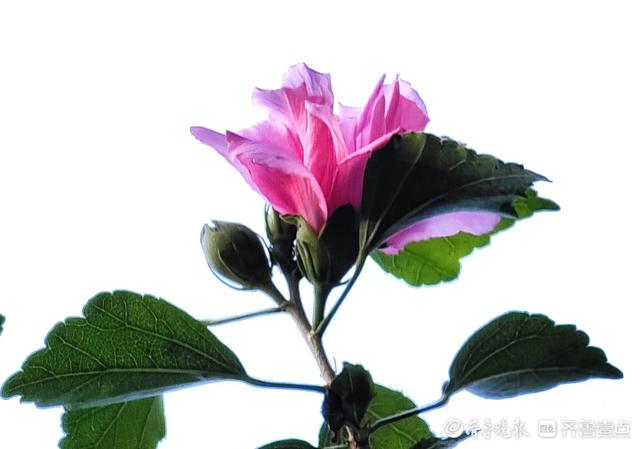 最美的花，最美的花朵盛开过就凋落是什么歌（木槿花晨开昏落，尽显美丽图片）