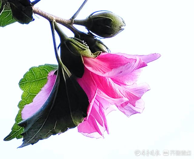 最美的花，最美的花朵盛开过就凋落是什么歌（木槿花晨开昏落，尽显美丽图片）