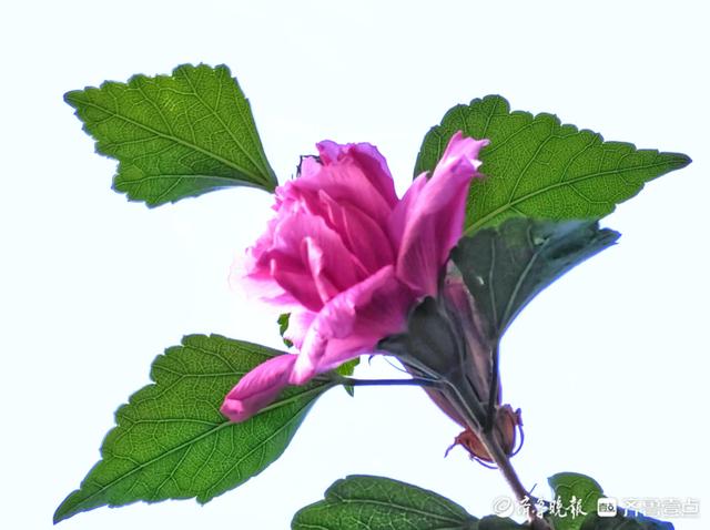 最美的花，最美的花朵盛开过就凋落是什么歌（木槿花晨开昏落，尽显美丽图片）