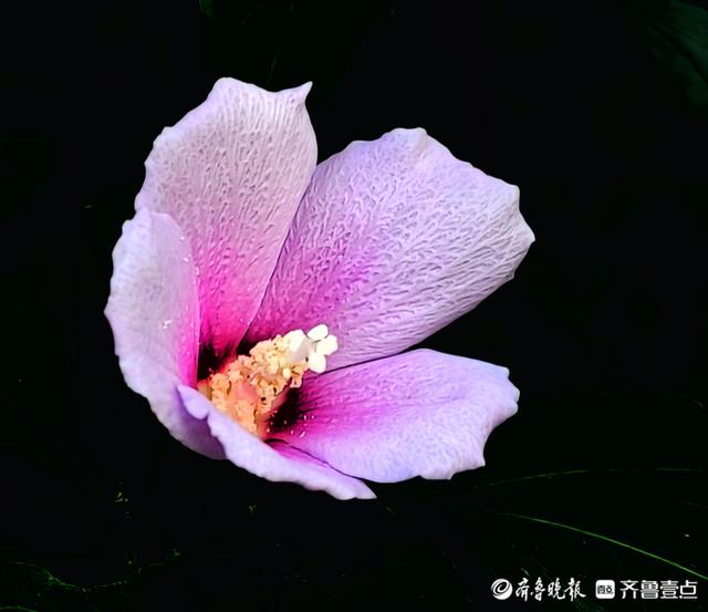 最美的花，最美的花朵盛开过就凋落是什么歌（木槿花晨开昏落，尽显美丽图片）