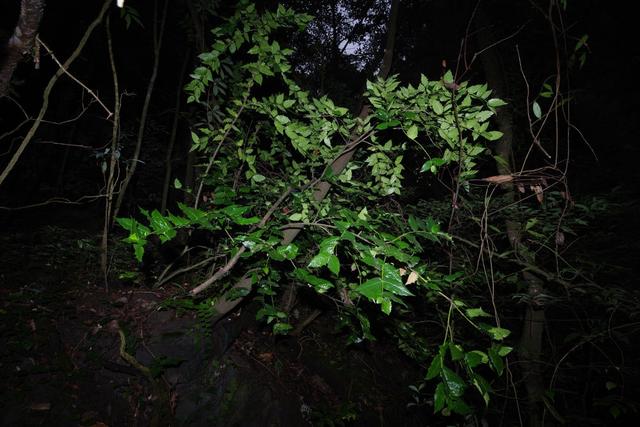 自然年是什么意思（极度濒危植物“隐世”百年再现）