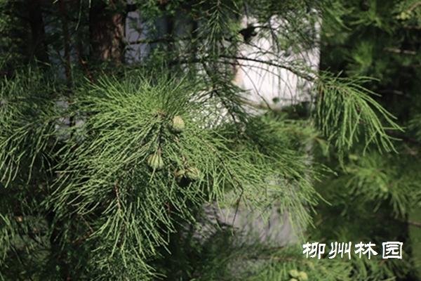 池杉，初秋的池杉球果（池杉湖湿地公园住宿 攻略）