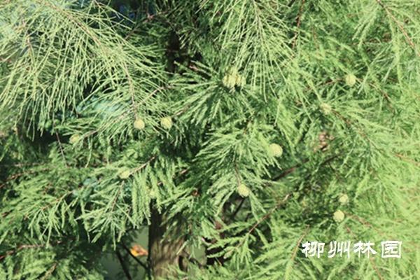 池杉，初秋的池杉球果（池杉湖湿地公园住宿 攻略）