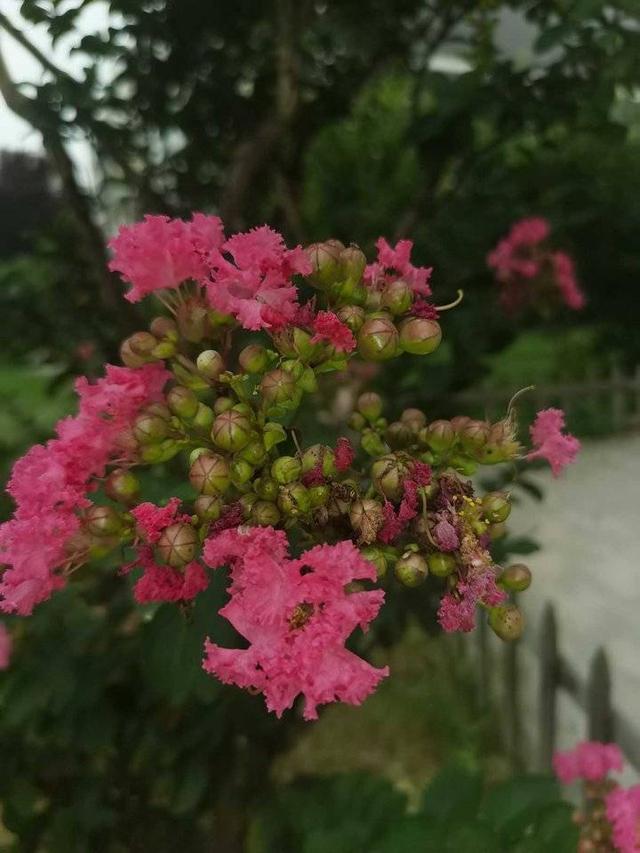 紫薇花的花语和寓意，紫薇花代表什么意思（紫薇，你真的美极了）