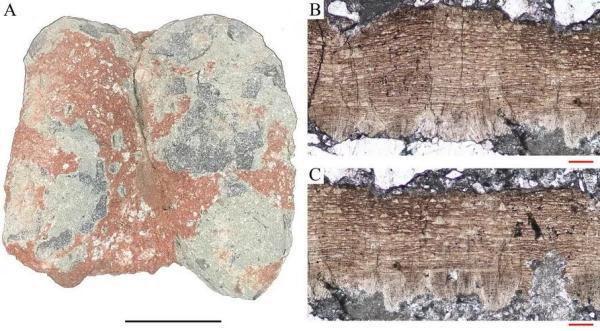 霸王龙的蛋有多大多重，霸王龙的蛋有多大（河源恐龙蛋，有新发现）