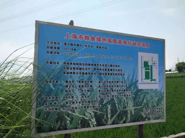 香根草的功能和功效香根草有什么用途，香茅草根的功效（金山这里的田埂边种上了花花草草）