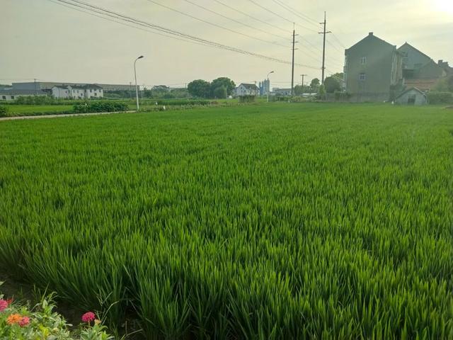 香根草的功能和功效香根草有什么用途，香茅草根的功效（金山这里的田埂边种上了花花草草）