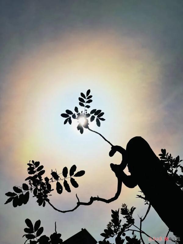 日晕三更雨是什么意思，为什么日晕三更雨（南宁上空惊现“七彩日晕”）