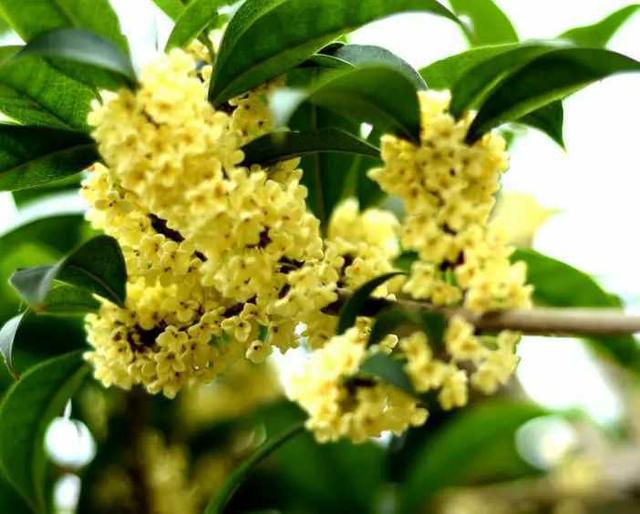 冬不冬是什么，青未了丨桂花香（冬天的冬不是）