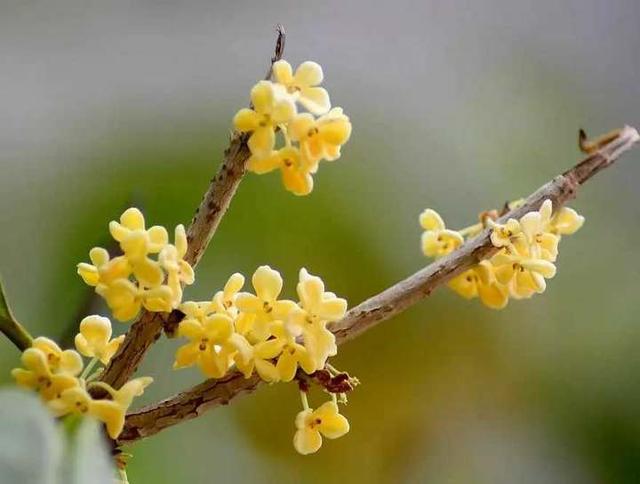 冬不冬是什么，青未了丨桂花香（冬天的冬不是）