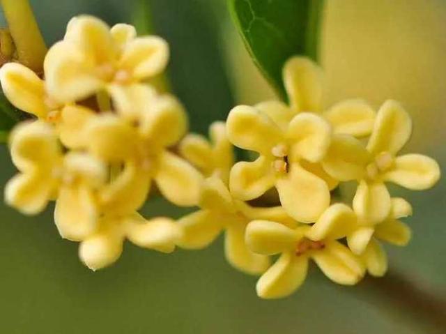 冬不冬是什么，青未了丨桂花香（冬天的冬不是）