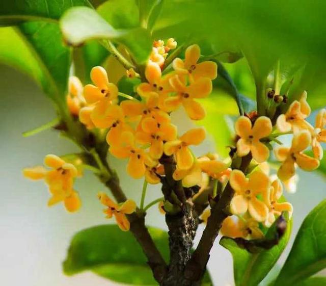 冬不冬是什么，青未了丨桂花香（冬天的冬不是）