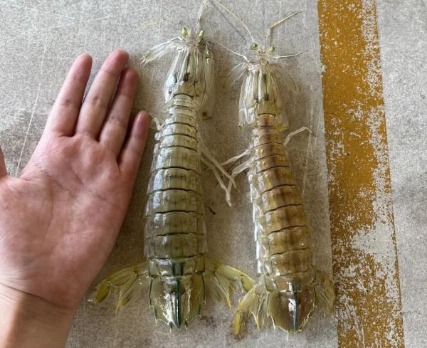 50公斤发什么物流便宜，大件物流公司（1斤便宜50元，价格大降）