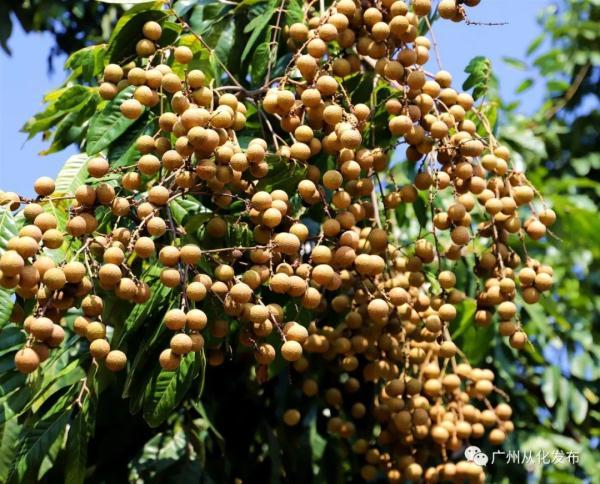 龙眼和桂圆是一种水果吗，桂圆与龙眼是一种水果吗（一种新水果诞生）
