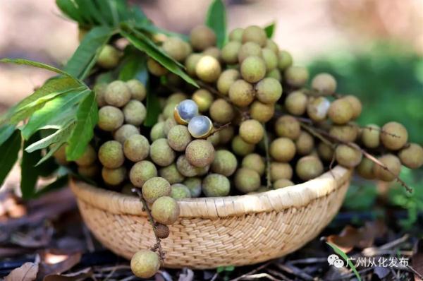 龙眼和桂圆是一种水果吗，桂圆与龙眼是一种水果吗（一种新水果诞生）