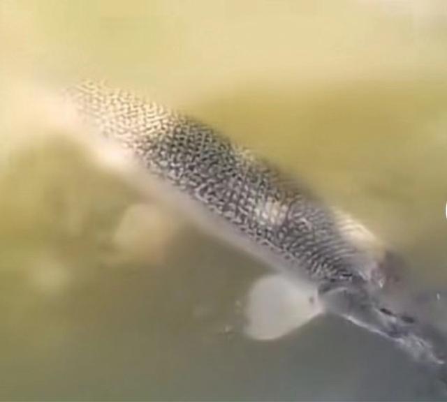 搜鱼（搜于特股吧），被全网围观的“公园抓怪鱼”（搜于特股票今日股吧）