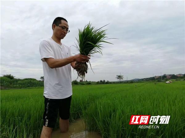 什么是有机产品以及标准是什么，有机认证标准（用心种出绿色标准“五色米”）