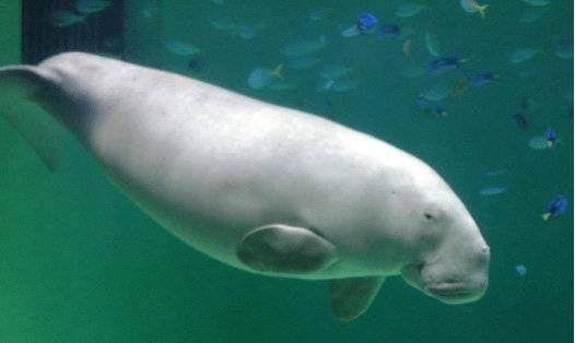 儒艮为什么叫美人鱼，儒艮为什么叫美人鱼是褒义还是贬义（“美人鱼”儒艮被曝在中国功能性灭绝）