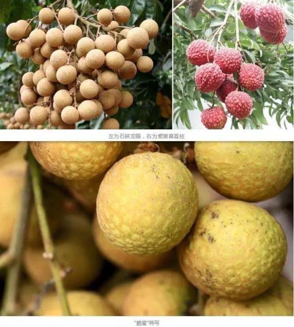 龙眼和桂圆是一种水果吗，桂圆与龙眼是一种水果吗（一种新水果诞生）