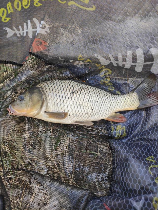 鲤鱼怎么做好吃,鲤鱼竟如此的聪明,机警(鲤鱼怎么做好吃 家常)